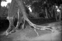 Zurück zu den Wurzeln