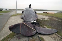 Gestrandeter Meeresriese